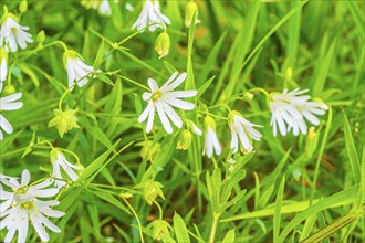 Chickweed (Rabelera holostea), true chickweed, large-flowered chickweed, close-up, nature