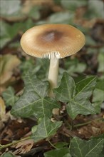 Reddish-brown scabbard or foxy scabbard (Amanita fulva), North Rhine-Westphalia, Germany, Europe