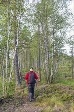 Woman hiking with walking poles and a backpack on a path at a bog with birch trees and pine trees