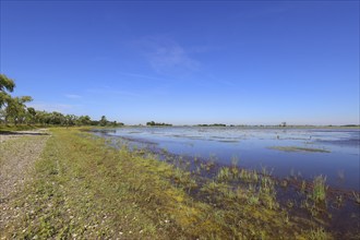 Zicksee in summer, blue sky, Sankt Andrä am Zicksee, Seewinkel, Northern Burgenland, Lake