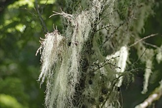 Lichens hanging on Douglas firs, Cathredral Grove, MacMillan Provincial Park, Vancouver Island,