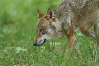 Gray wolf (Canis lupus), portrait, in the meadow in summer, Germany, Europe