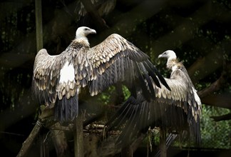 Vultures sitting on a wooden structure in an enclosure at Assam State Zoo in Guwahati, Assam, India