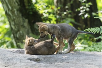 Two pups playing in the forest enjoying their time together, European gray wolf (Canis lupus),