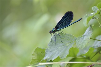 Beautiful demoiselle (Calopteryx virgo) on a leaf, Upper Bavaria, Germany, Europe