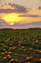 Pumpkin fields in the evening light, near Poysdorf, Weinviertel, Lower Austria, Austria, Europe