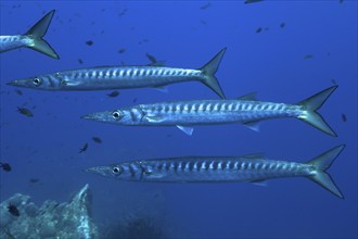 School of fish, group, school of barracuda (Sphyraena sphyraena) in the Mediterranean Sea near