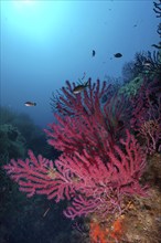 Violescent sea-whip (Paramuricea clavata) against the light. Dive site Giens Peninsula,