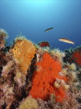 Orange upholstery sponge (Reniera fulva) and mediterranean rainbow wrasse (Coris julis) in the