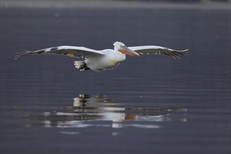 Dalmatian pelican (Pelecanus crispus), flying against the light, in splendid plumage, Lake Kerkini,