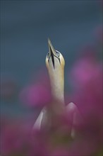 Northern gannet (Morus bassanus) adult bird amongst flowering Red campion plants on a cliff top,