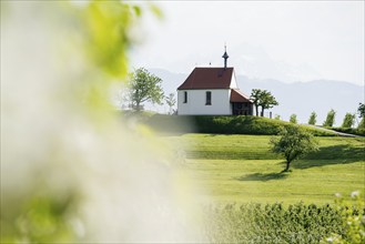 Apple orchard in bloom, Antonius Chapel, Selmnau, near moated castle, Lake Constance, Swabia,