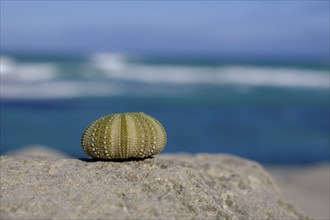 Sea urchins, enclosure off the Indian Ocean, De Hoop Nature Reserve, nature reserve near