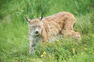 Eurasian lynx (Lynx lynx) walking through the grass, Wildpark Aurach, Kitzbühl, Tirol, Austria,