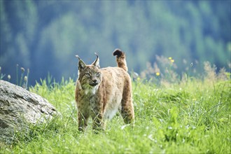 Eurasian lynx (Lynx lynx) standing in the grass, Wildpark Aurach, Kitzbühl, Tirol, Austria, Europe