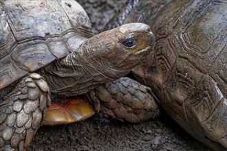 Brown land tortoise (Manouria emys emys), animal portrait, captive, occurrence Southeast Asia