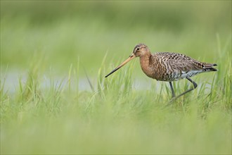 Black-tailed Godwit (Limosa limosa), Lower Saxony, Germany, Europe