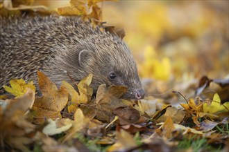 European hedgehog (Erinaceus europaeus) adult animal walking across fallen autumn leaves on a