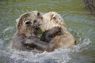 European brown bears (Ursus arctos arctos) playing in the water, captive, Germany, Europe