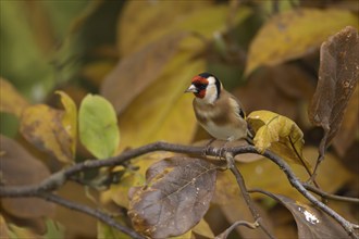 European goldfinch (Carduelis carduelis) adult bird amongst autumn leaves of a garden Magnolia