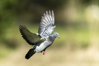 City dove (Columba livia forma domestica) in flight, wildlife, Germany, Europe