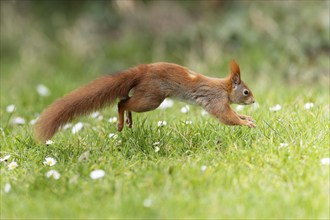 Eurasian red squirrel (Sciurus vulgaris) jumping in a meadow, wildlife, Germany, Europe