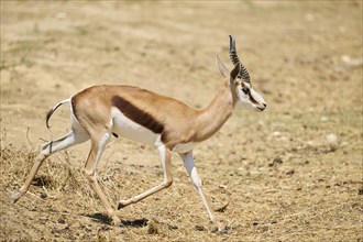 Springbok (Antidorcas marsupialis), running through the dessert, captive, distribution Africa