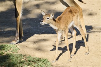 Southern lechwe (Kobus leche) youngster standing in the dessert, captive, distribution Africa