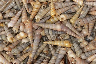 Common tower snail (Turritella communis) empty shells on the beach, Camargue, Provence, southern