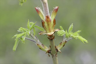 Horse-chestnut (Aesculus hippocastanum), leaf budding in spring, North Rhine-Westphalia, Germany,