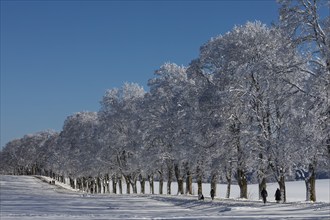 Tree avenue St. Johann, Swabian Alb, Baden-Württemberg, Germany, Swabian Alb, Baden-Württemberg,