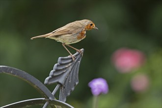 European robin (Erithacus rubecula) sitting on garden decoration, Burgstemmen, Lower Saxony,