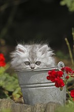 Persian cat, long-haired cat