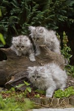 Persian cat, long-haired cat