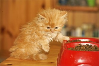 Persian cat, long-haired cat, free bowl