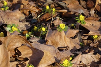 Winter aconites (Eranthis hyemalis), Germany, Europe