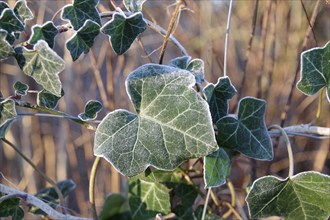 Common ivy (Hedera helix), leaf, leaf veins, plant, winter, frost, detail, The green leaf of the