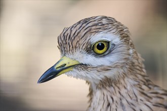 Stone Curlew (Burhinus oedicnemus), captive, Lower Saxony, Germany, Europe