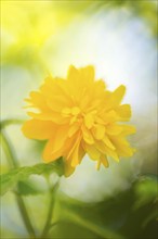 A bright yellow flower in soft light, with a blurred background, flower of a ranunculus, ranunculus