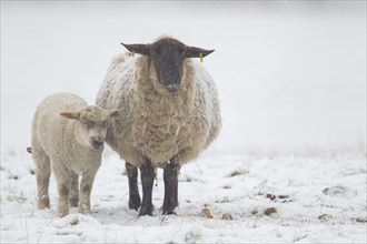 Domestic sheep (Ovis aries) adult ewe farm animal and juvenile lamb in a snow covered grass field,