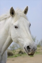 Camargue horse, portrait, Camargue, Provence, South of France