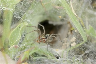 Common labyrinth spider (Agelena labyrinthica), female in web, Provence, South of France