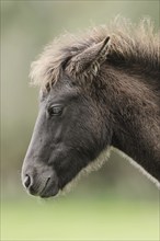 Dülmen wild horse, foal, portrait, Merfelder Bruch, Dülmen, North Rhine-Westphalia, Germany, Europe