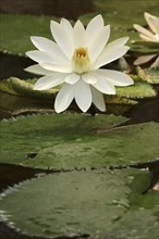 Egyptian white water-lily (Nymphaea lotus), flower, native to Africa, ornamental plant, North