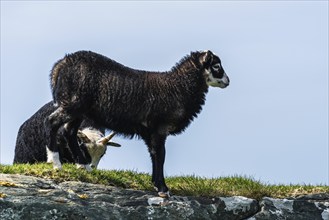 Wild Sheep from Haraldshaugen, HAUGESUND, North Sea in Rogaland County, Åkrafjord, Norway, Europe