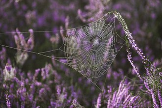 Broom common heather (Calluna vulgaris) in bloom, spider webs, Lüneburg Heath, Lower Saxony,