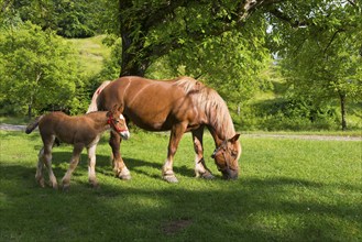 A bay horse and foal grazing peacefully in a sunny pasture next to a tree, foal and dam, Nucet,