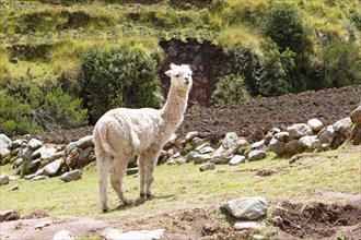 Alpaca (Vicugna pacos) in a meadow in the Andean highlands, Combapata district, Canchis province,