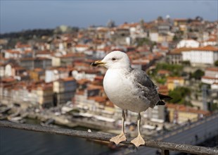 A close-up of a seagull white plumage and yellow beak in focus, with the picturesque Ribeira