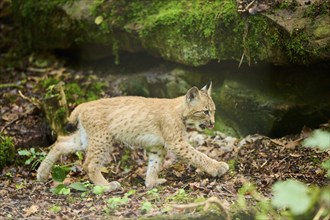 Eurasian lynx (Lynx lynx) youngster walking through a forest, Bavaria, Germany, Europe